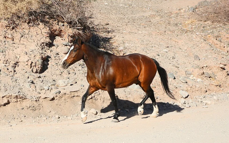 Trote — 🐎 Movimientos y aires