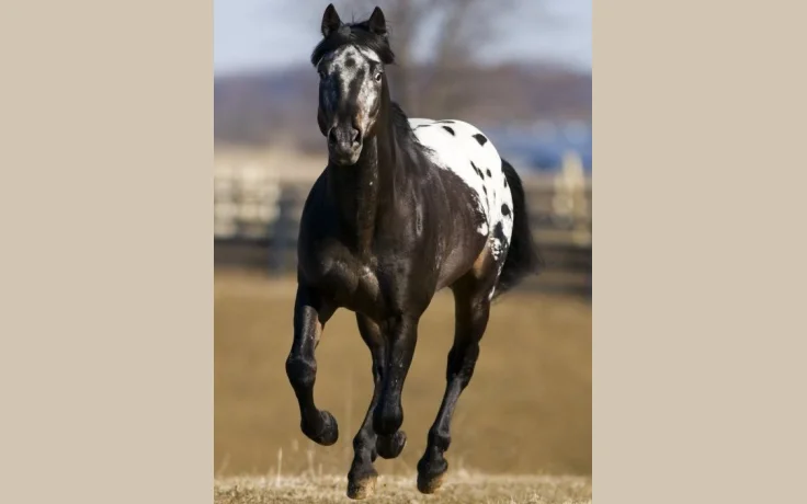 Appaloosa