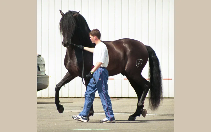 Caballo de Pura Raza Española (PRE) - Andaluz