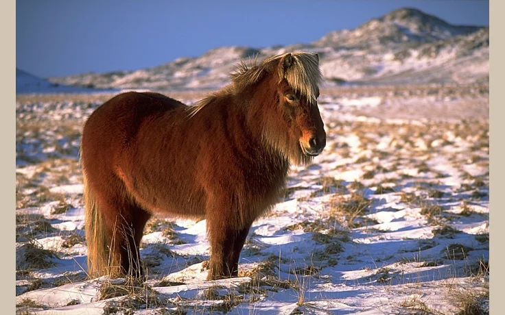 Caballo Islandés