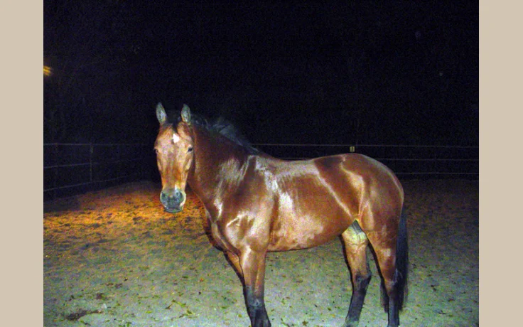 KWPN (Warmblood Holandés)