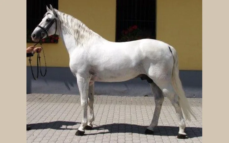 Lipizzaner