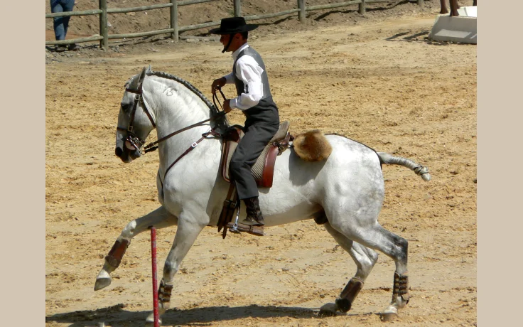 Lusitano