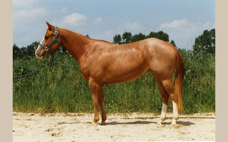 Quarter Horse