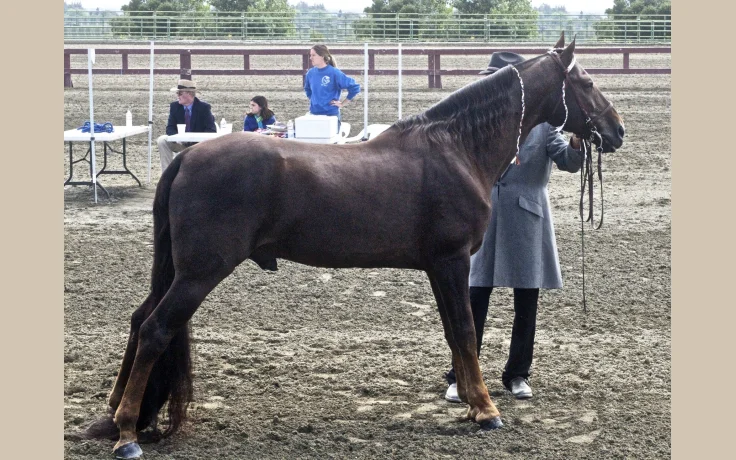 Tennessee Walking Horse